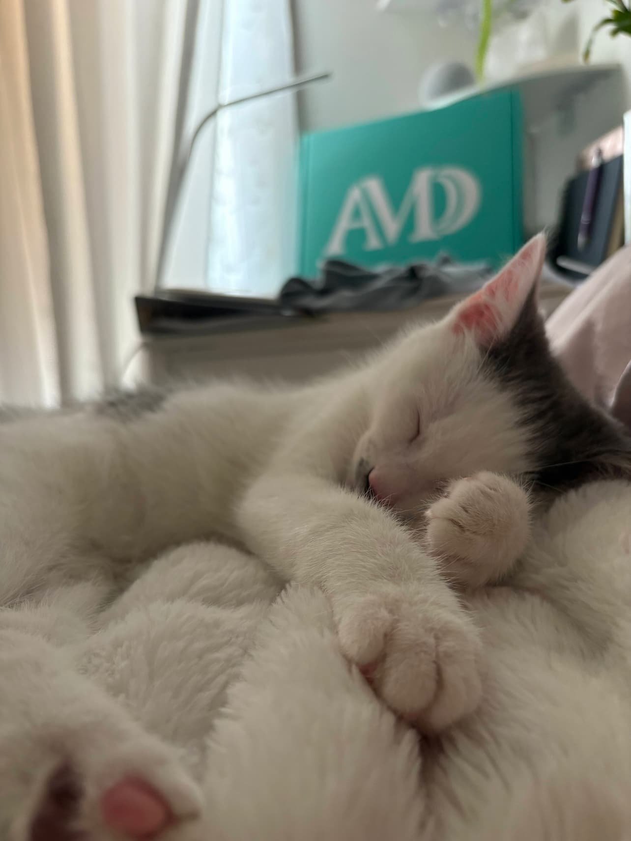 Ana's cat
